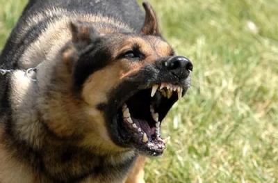 Avusturya'da vahşet! Polis milli maçtan sonra gurbetçileri köpeklere ısırttı