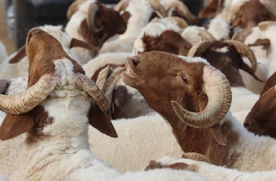 Kurban Bayramı ne zaman? Kurban Bayramı tatili kaç gün?
