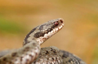  Rüyada yılan görmek ne anlama gelir? Rüya tabirlerine göre rüyada yılan görmek